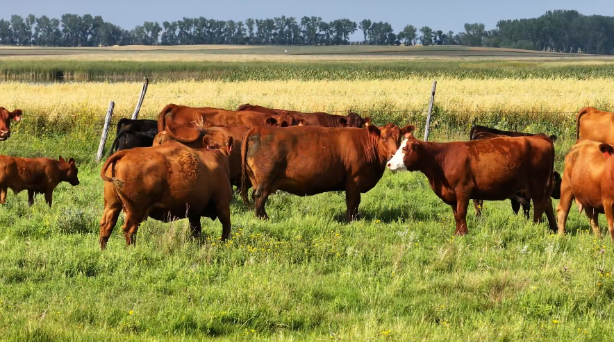 90 Head of Red and Red baldy Bred Cows